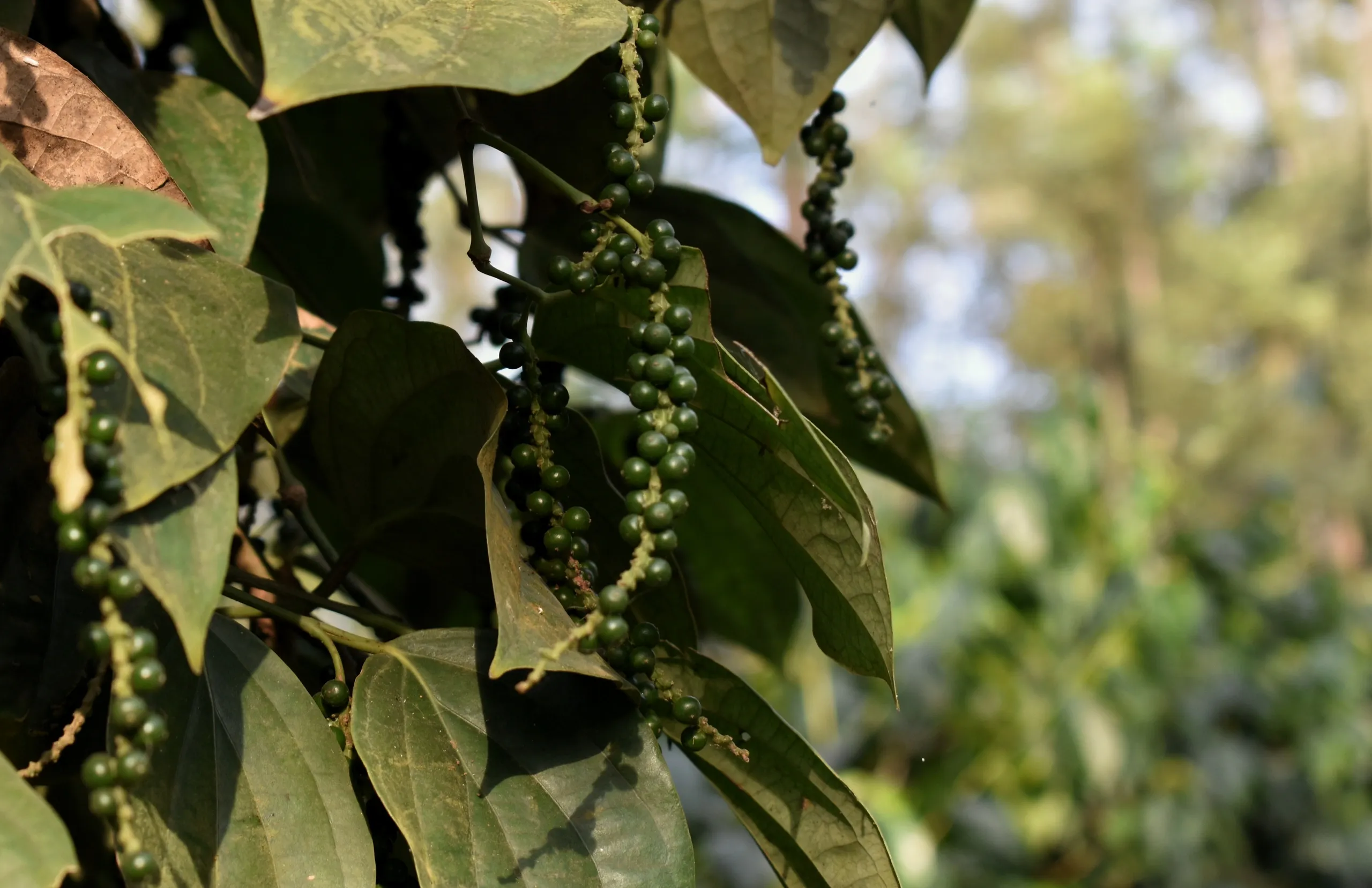 Pepper vine in the Western Ghats